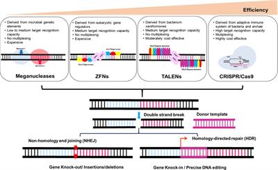 CRISPR-Cas: A robust technology for enhancing consumer-preferred commercial traits in crops